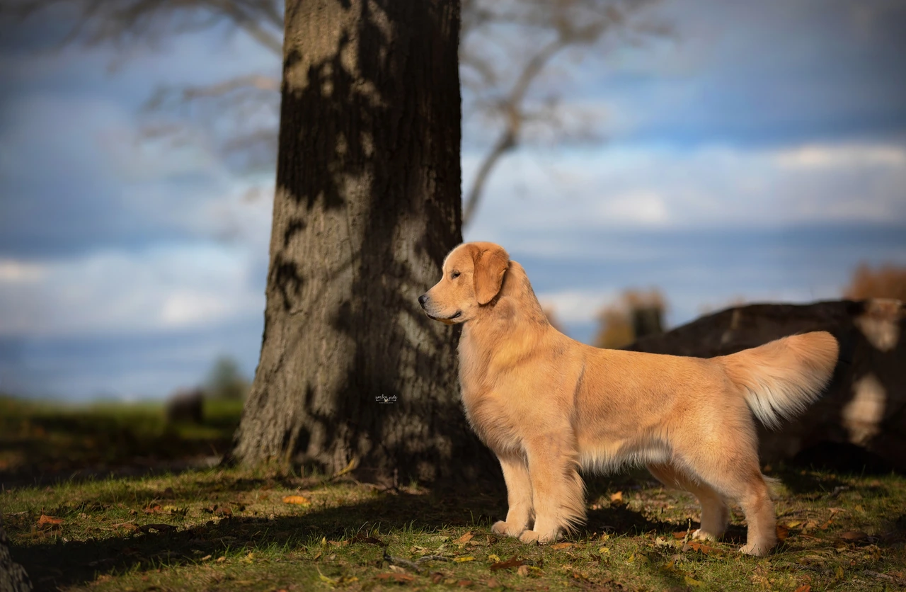 Arson standing in profile beneath a large tree