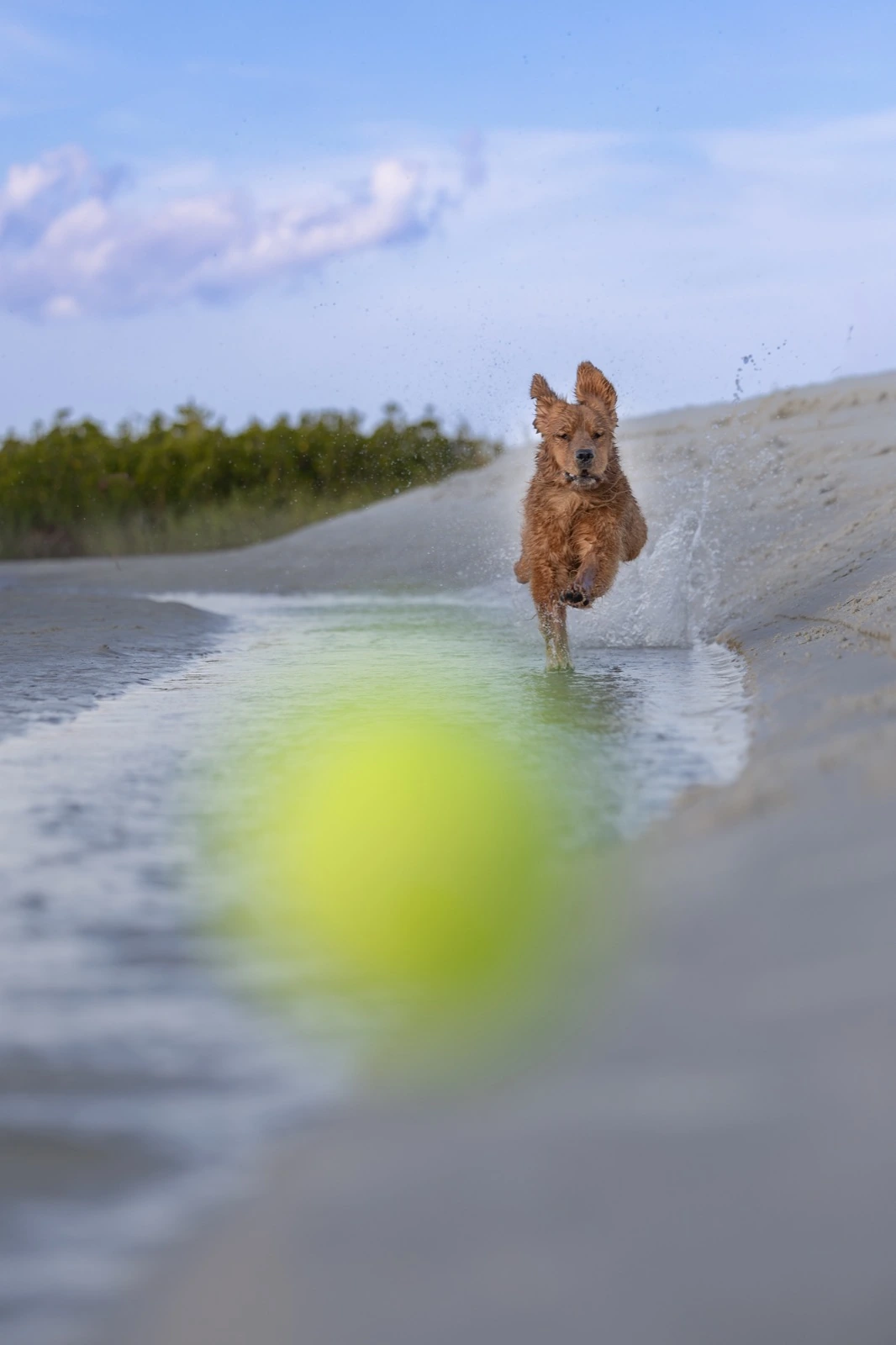 Ducky chasing a tennis ball through the water