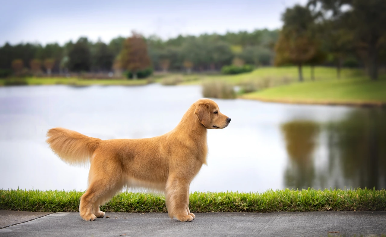 Hollywood, a GoldRox Golden Retriever, standing beside a sunlit lake