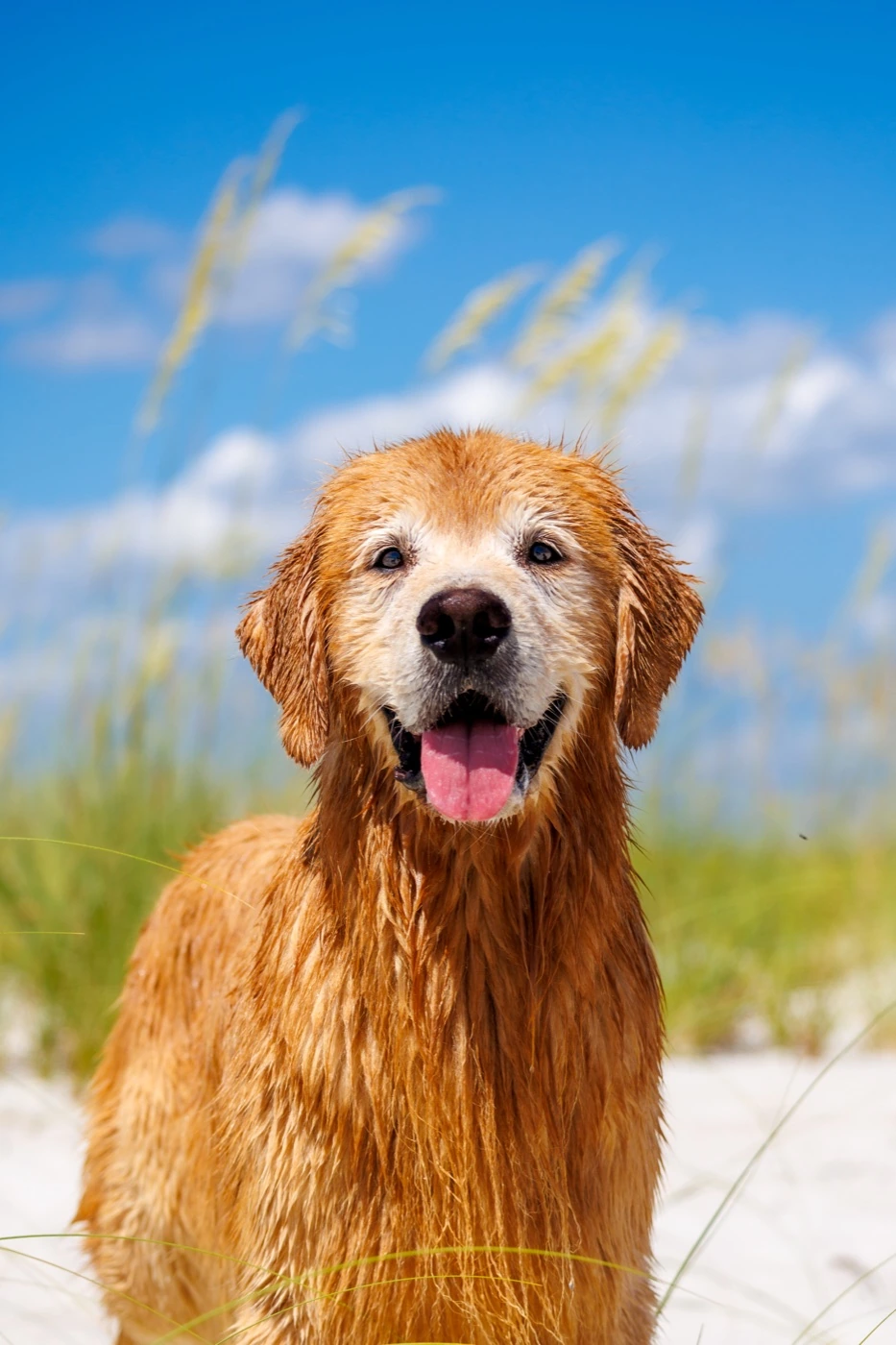 Arson smiling on the beach after a swim