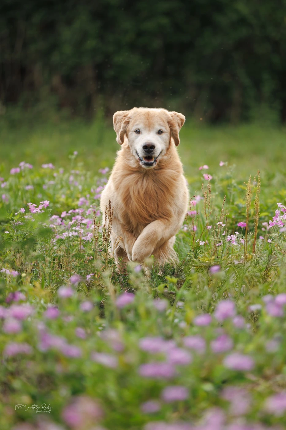 Arson running through pink wildflowers