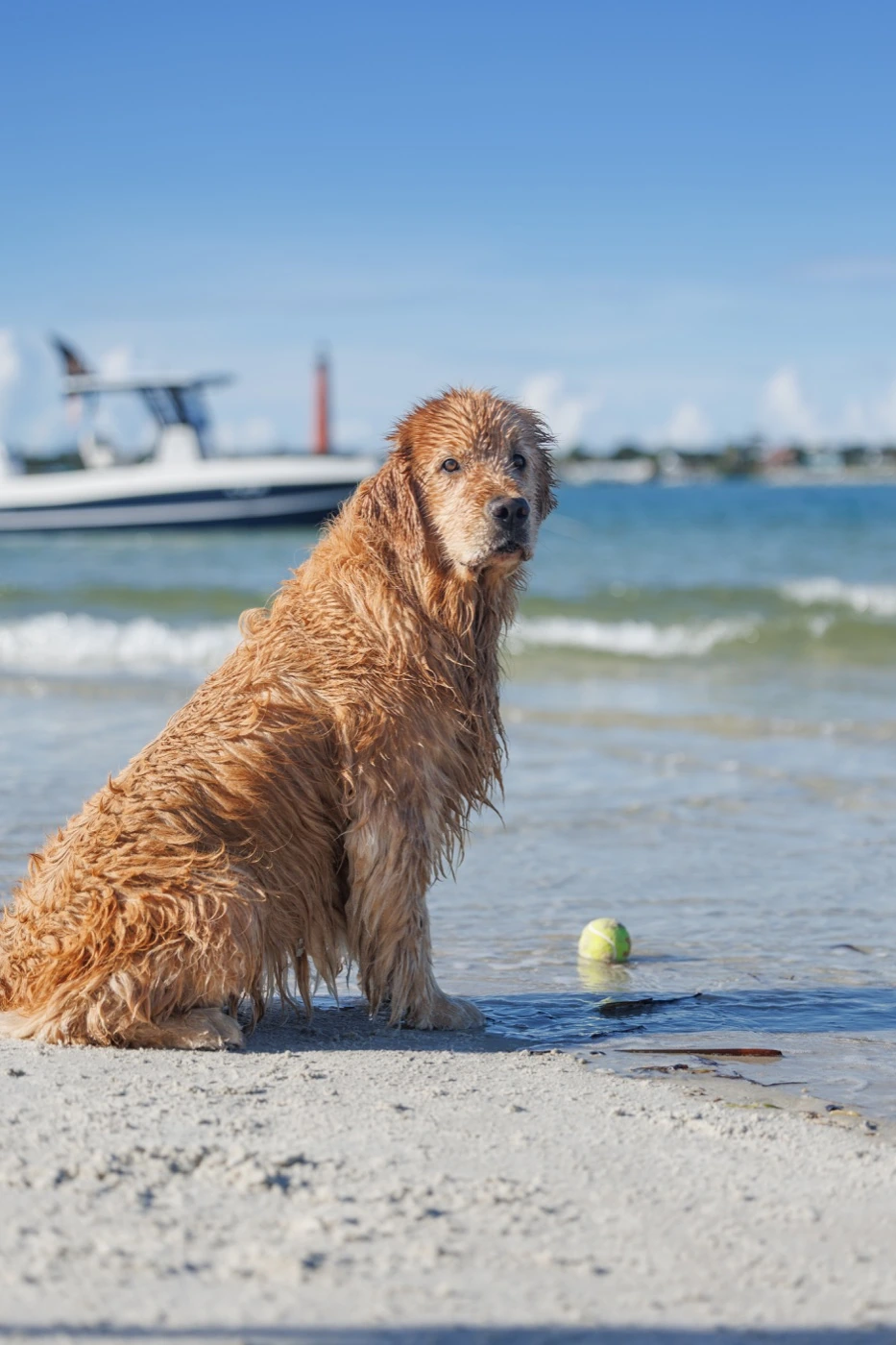 Caly beside the water with a tennis ball