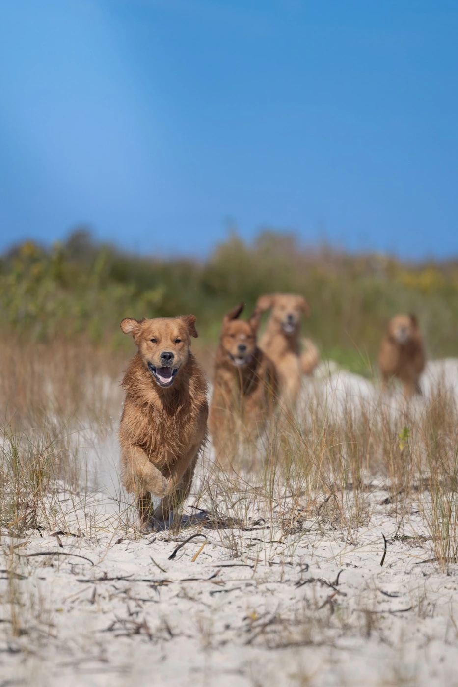 Golden Retrievers running through the dunes