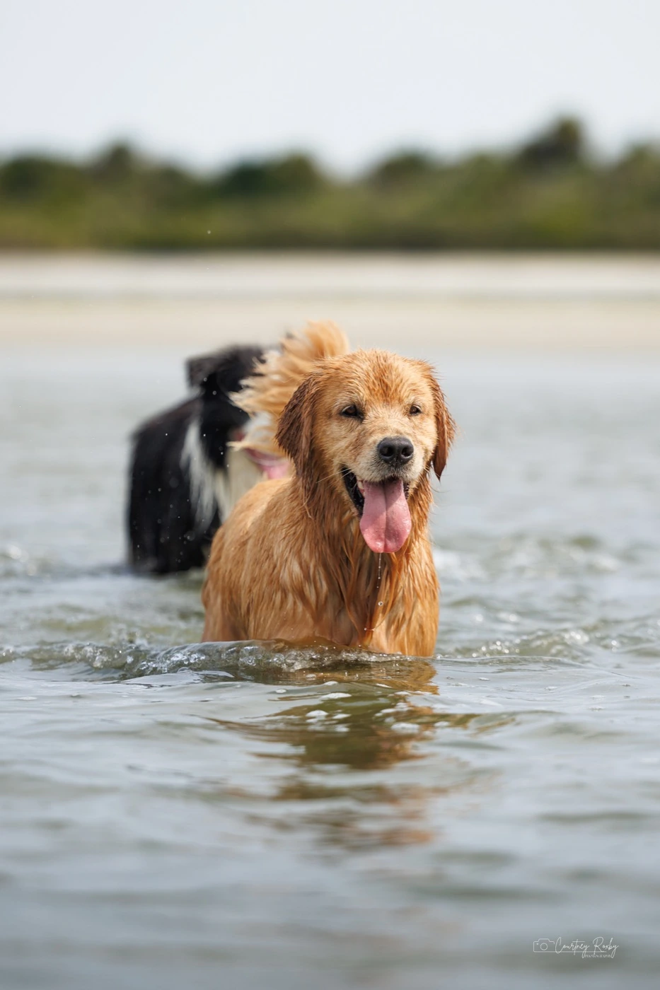Kiki enjoying a swim