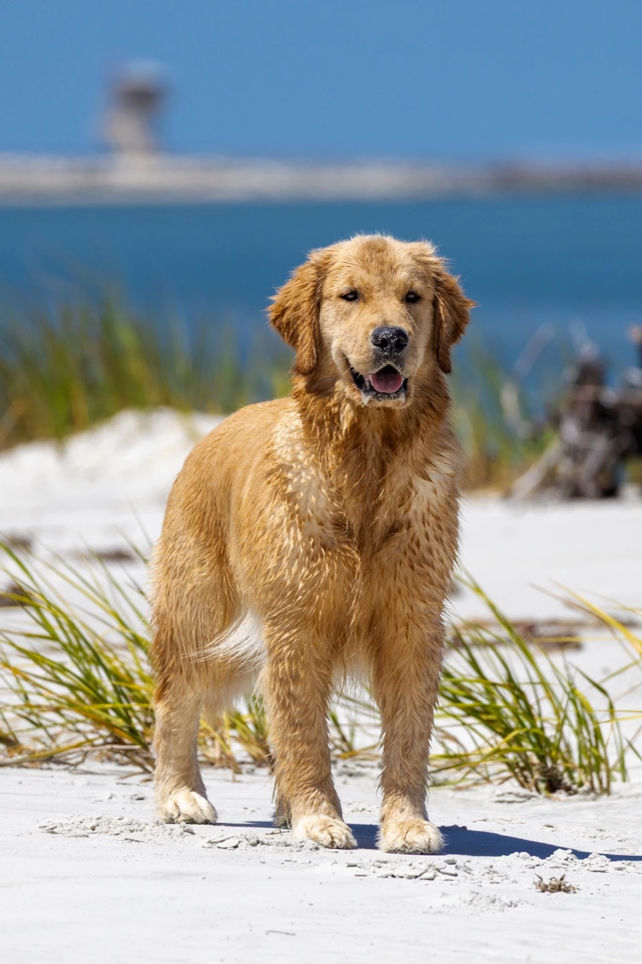 Ready standing on the beach beside sea grass