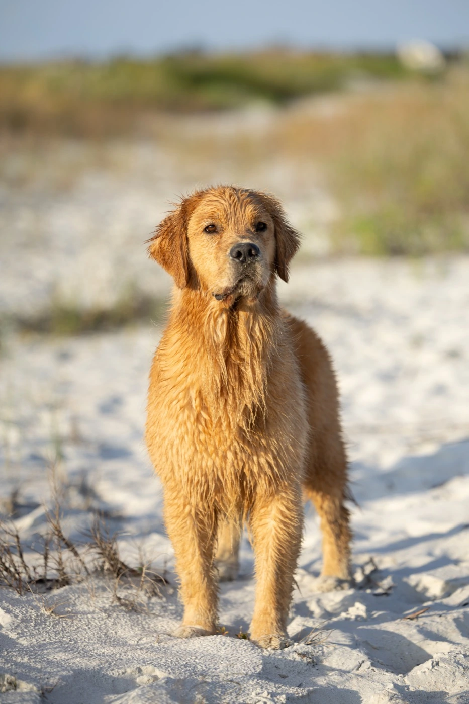 Sushi standing on the sandy beach