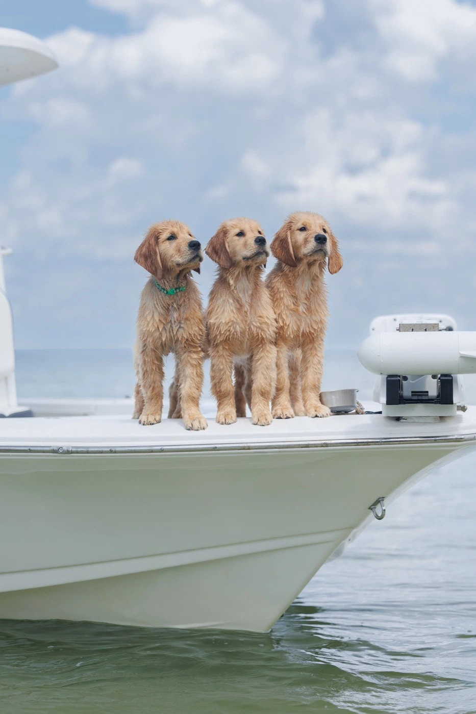 Three Golden Retrievers together on a boat