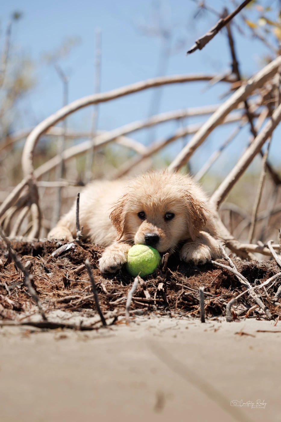 Whimsy with a tennis ball among beach driftwood