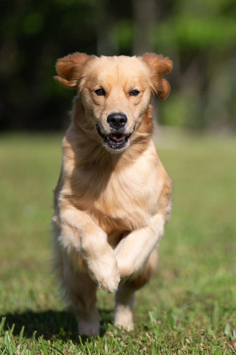 Ainslee the Golden Retriever