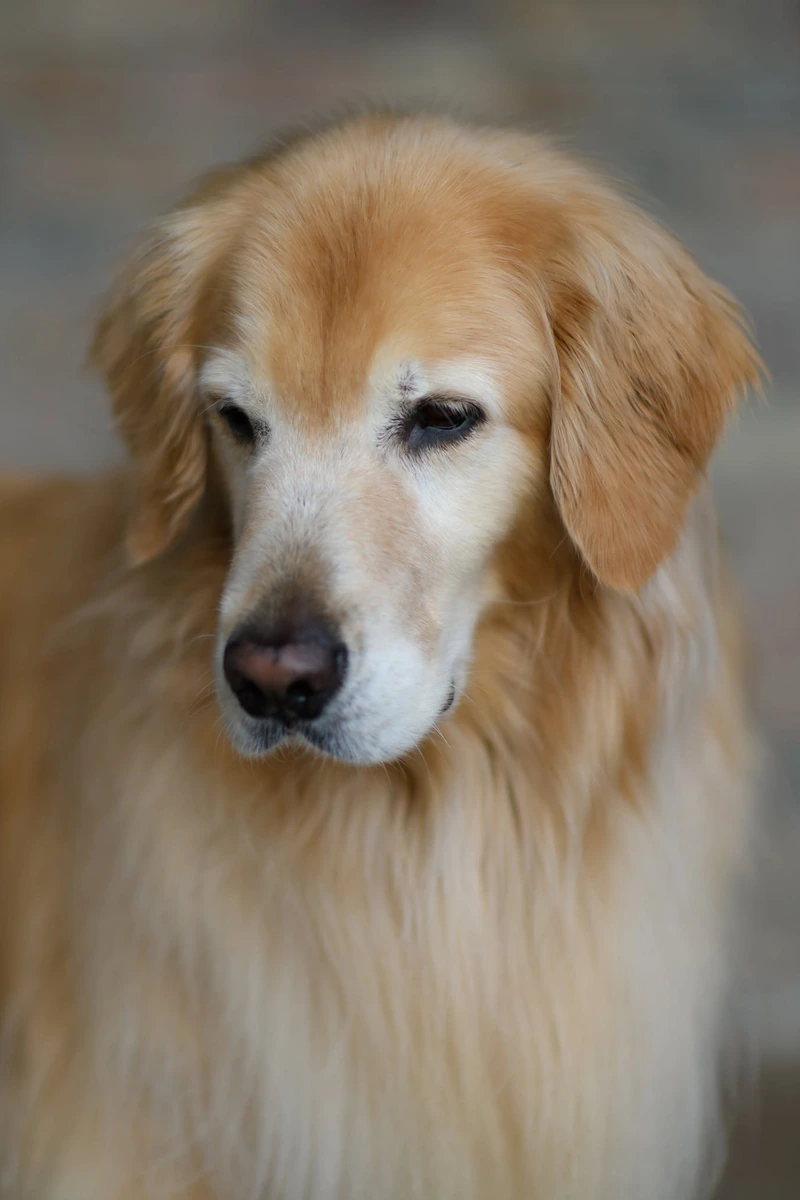 Bella the Golden Retriever