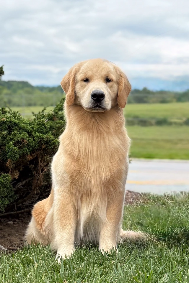Blaze the Golden Retriever sitting outdoors