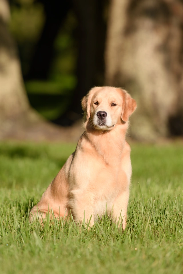 Blitz the Golden Retriever sitting in the grass