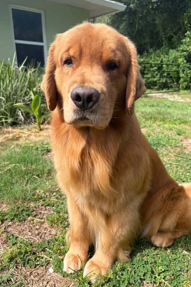 Buzz the Golden Retriever