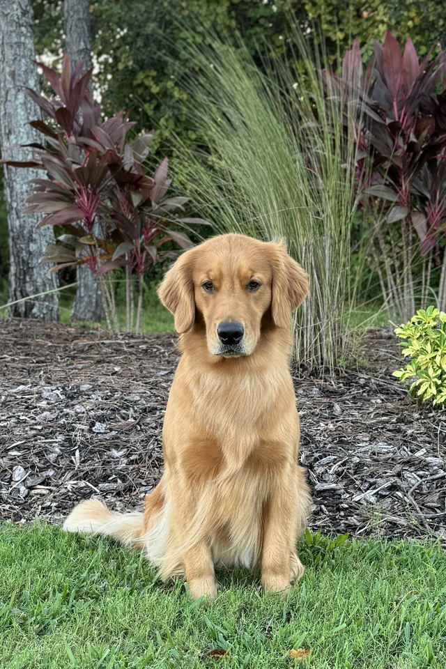 Charlie the Golden Retriever