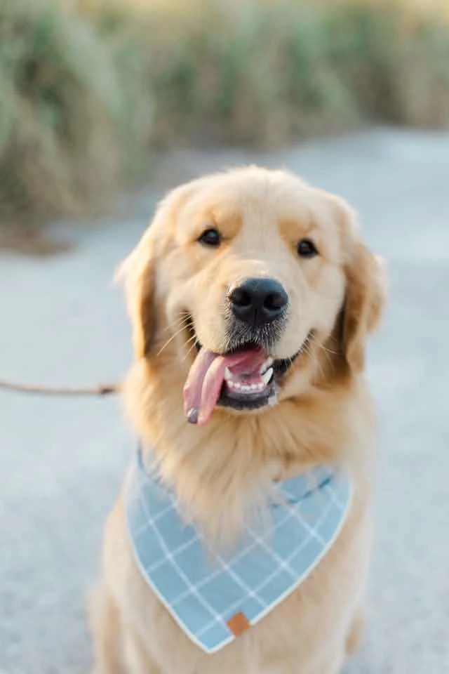 Cooper the Golden Retriever