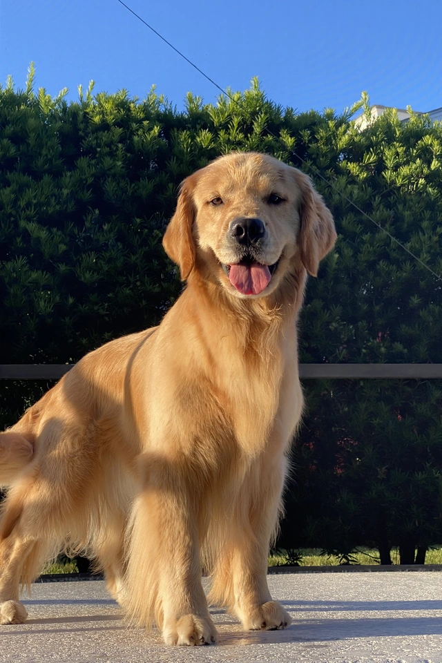 Daisy the Golden Retriever