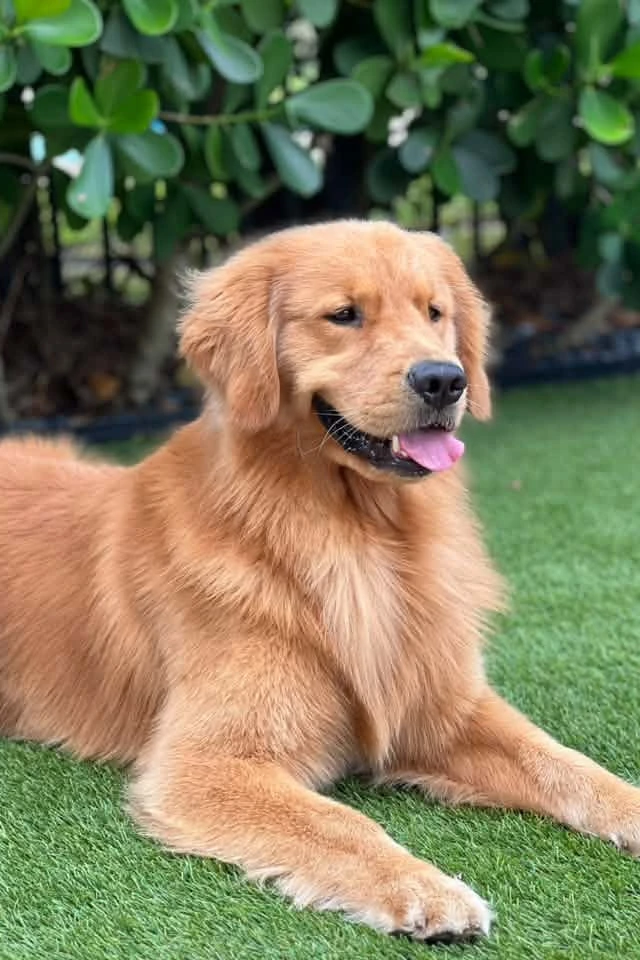 Gator the Golden Retriever