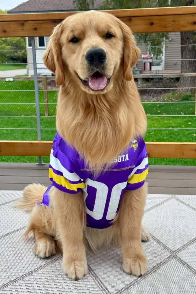 Hendrix the Golden Retriever