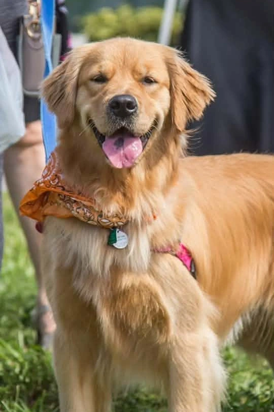 Lily the Golden Retriever