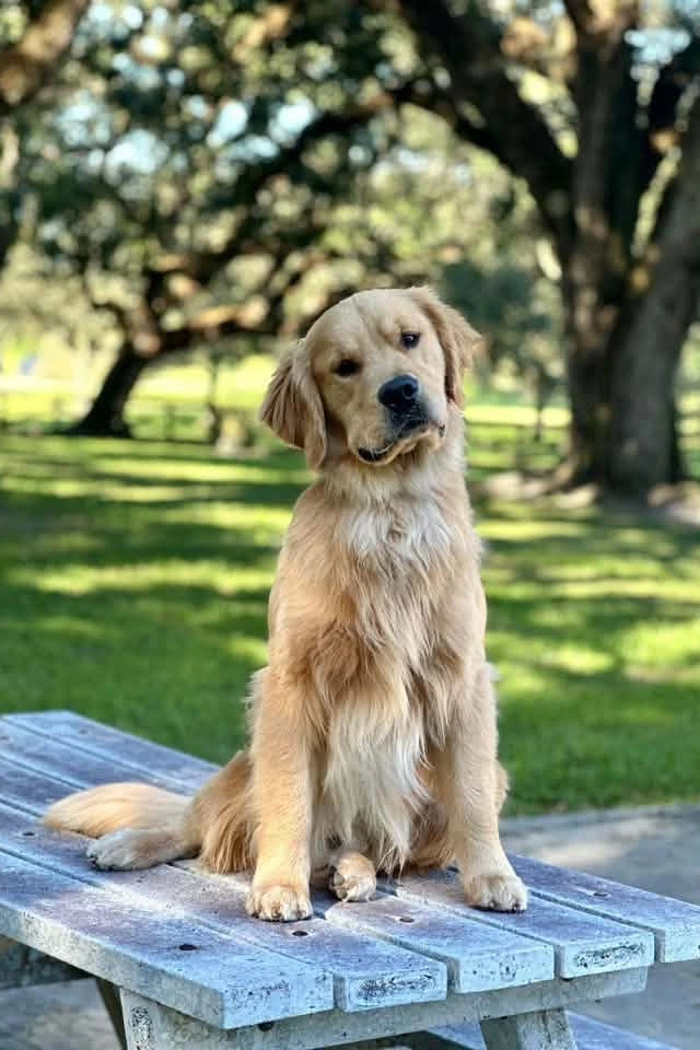 Lincoln the Golden Retriever