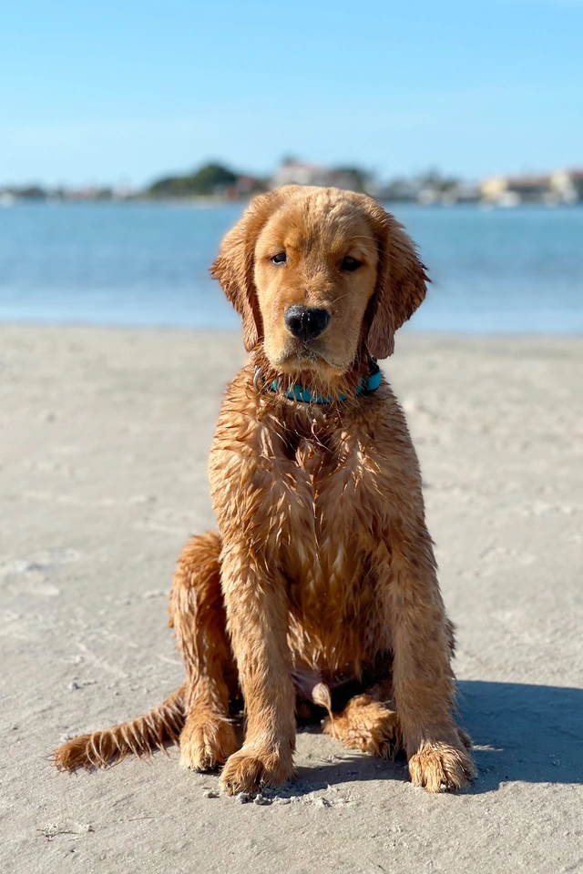 Nash the Golden Retriever