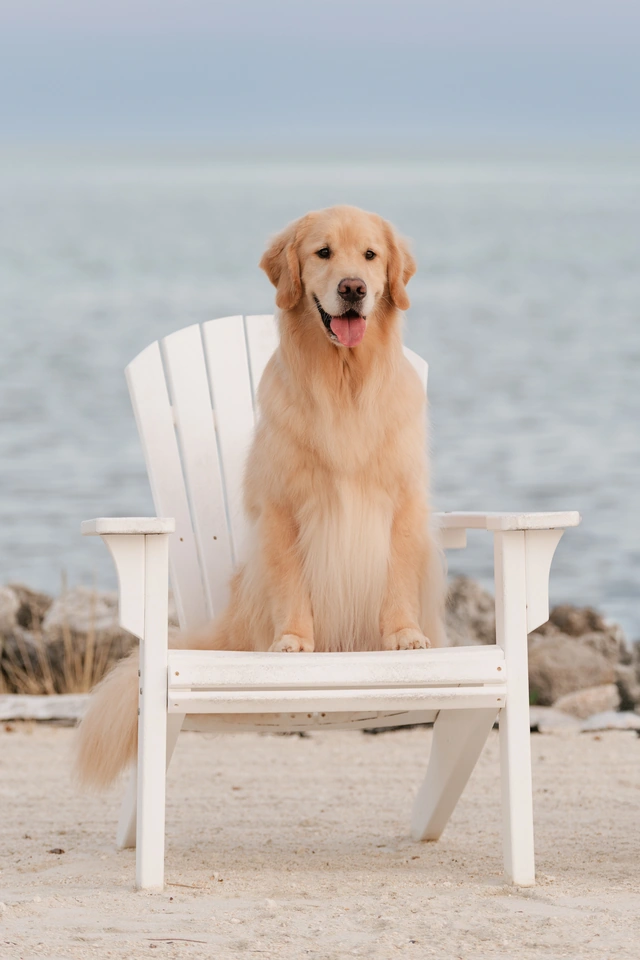 Oliver the Golden Retriever sitting on a white chair by the water