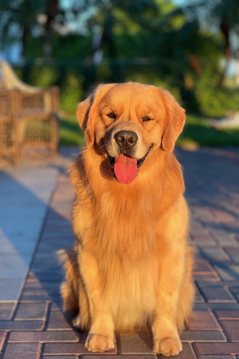Scout the Golden Retriever