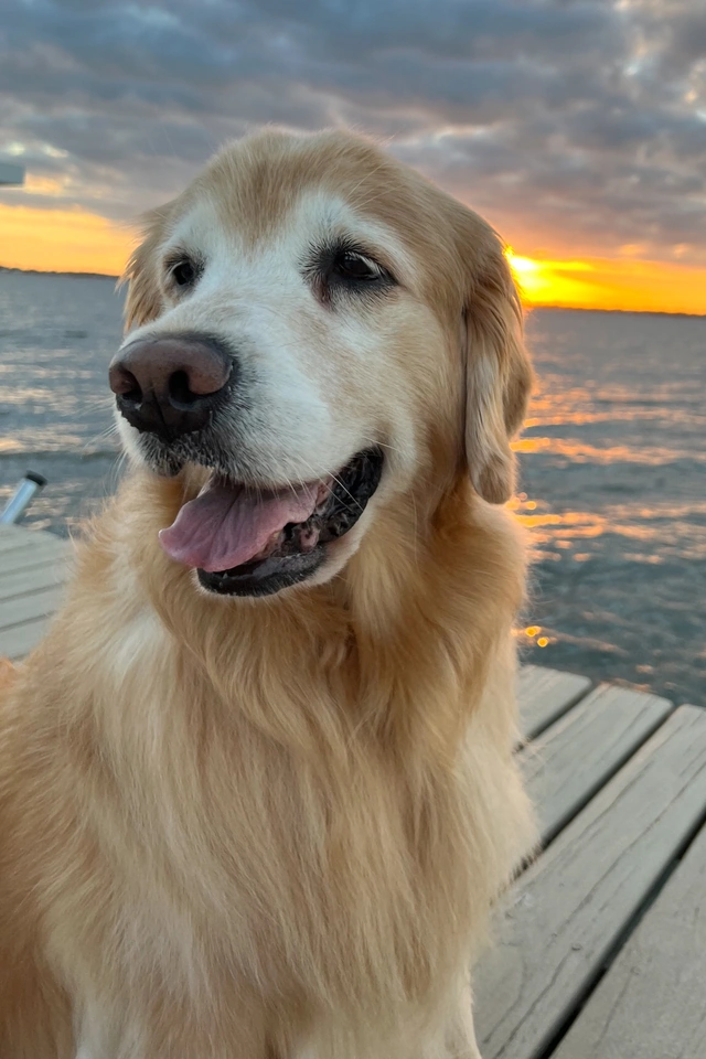 Taney the Golden Retriever beside the water at sunset