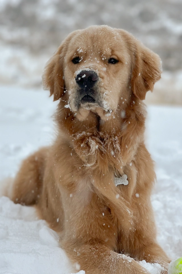 Teddy the Golden Retriever with snow on his face
