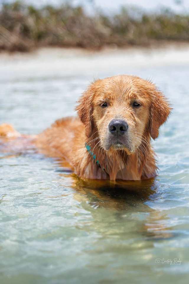 Woody the Golden Retriever in the water