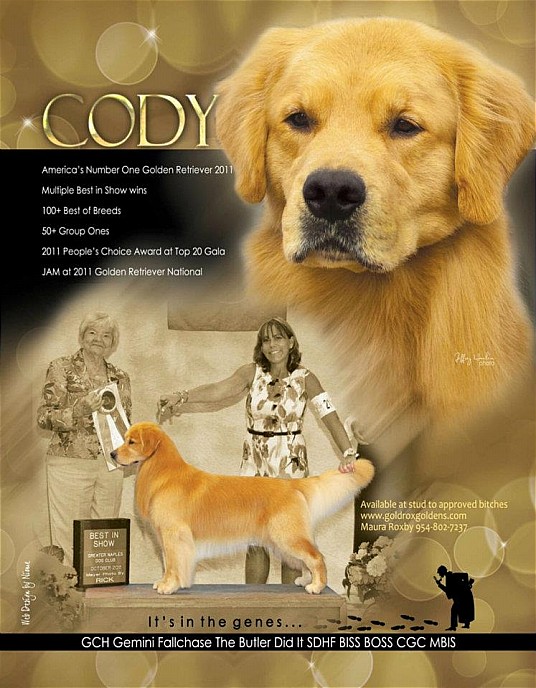 Cody – GoldRox Goldens