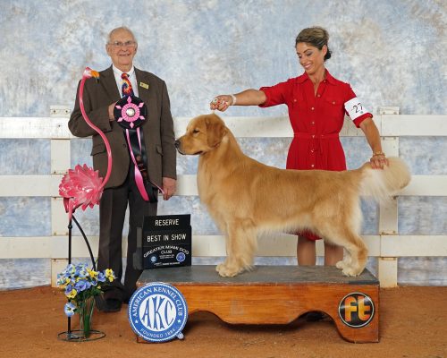 Champions – GoldRox Goldens